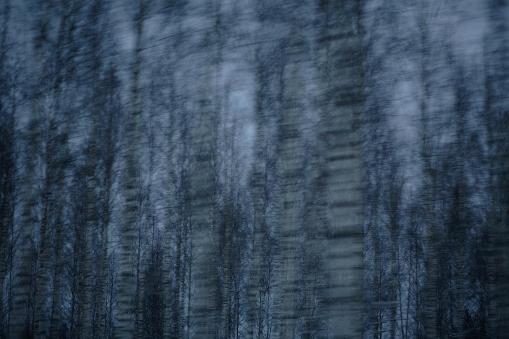 Les Arbres Bleus, 7