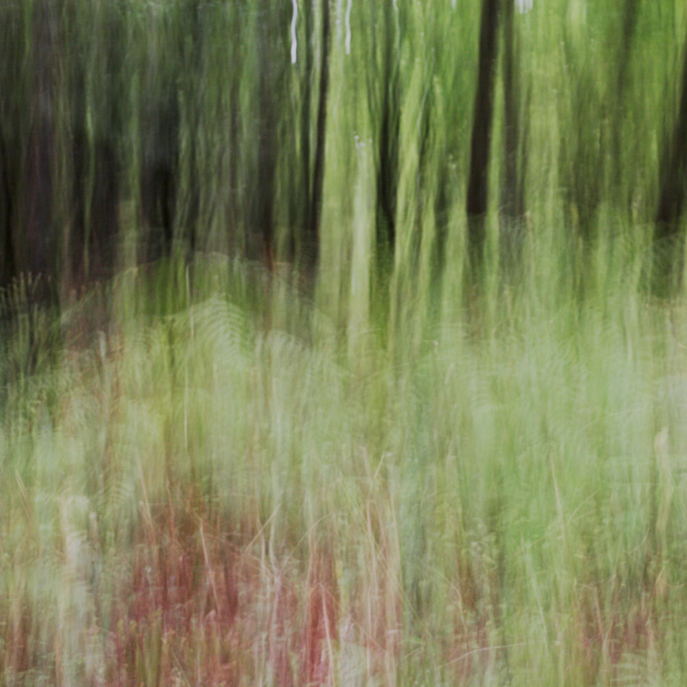 Dans les Bois, 10